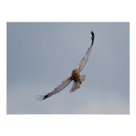 Western Marsh Harrier poster (Voorkant)