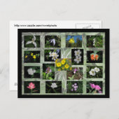 Western Montana Wildbloemen Briefkaart (Voorkant / Achterkant)