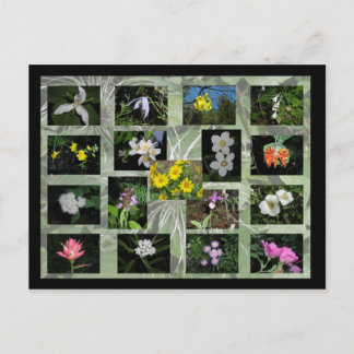 Western Montana Wildbloemen Briefkaart
