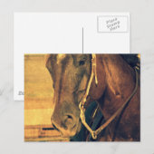 Western paard briefkaart (Voorkant / Achterkant)