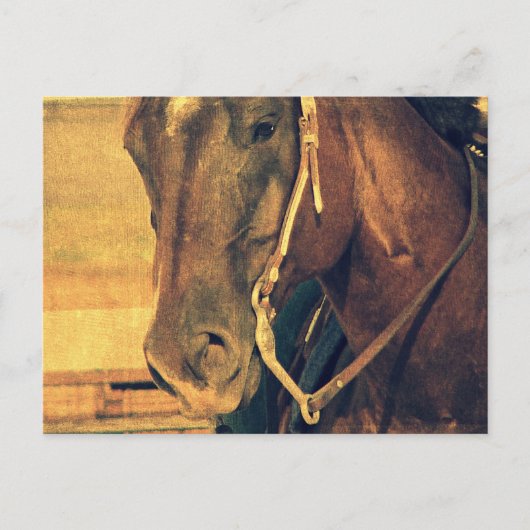 Western paard briefkaart (Voorkant)