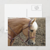 Western paard van Palomino Briefkaart (Voorkant / Achterkant)