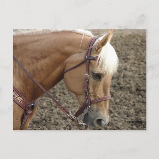 Western paard van Palomino Briefkaart (Voorkant)