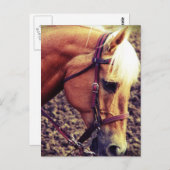 Western Palomino Briefkaart (Voorkant / Achterkant)