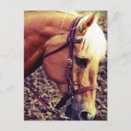 Western Palomino Briefkaart