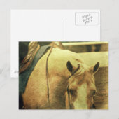 Western Palomino Briefkaart (Voorkant / Achterkant)