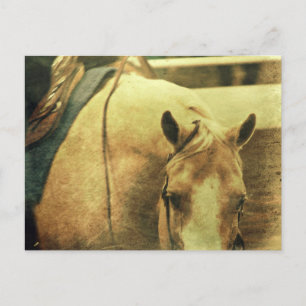 Western Palomino Briefkaart