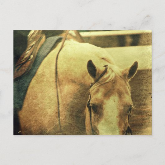 Western Palomino Briefkaart (Voorkant)