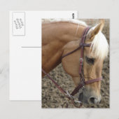 Western Palomino Briefkaart (Voorkant / Achterkant)