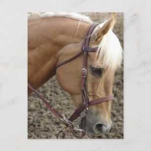 Western Palomino Briefkaart