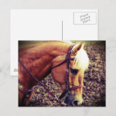 Western Palomino Briefkaart (Voorkant / Achterkant)