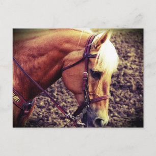 Western Palomino Briefkaart