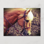 Western Palomino Briefkaart (Voorkant)