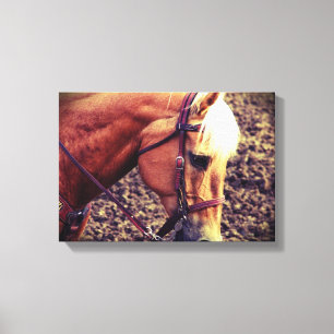 Western Palomino Canvas Afdruk