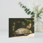 Western Pond Turtle Briefkaart (Staand voorkant)