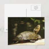 Western Pond Turtle Briefkaart (Voorkant / Achterkant)