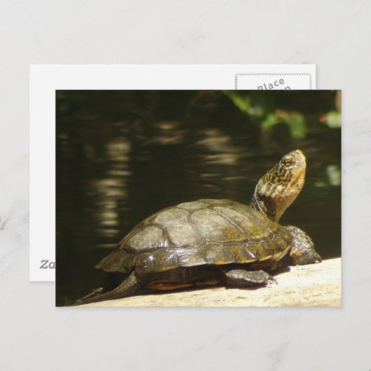 Western Pond Turtle Briefkaart (Voorkant / Achterkant)