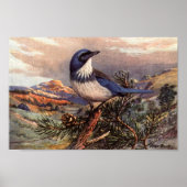  Western Poster voor scrub-Jay (Voorkant)
