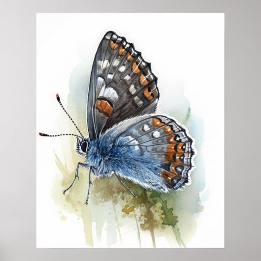 Western Pygmy Butterfly Art Print Poster (Voorkant)