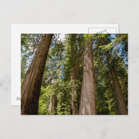 Western Red Cedar Trees Briefkaart (Voorkant / Achterkant)