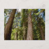 Western Red Cedar Trees Briefkaart (Voorkant)