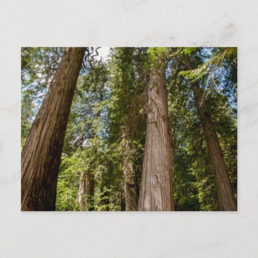 Western Red Cedar Trees Briefkaart (Voorkant)