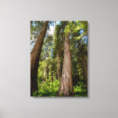 Western Red Cedar Trees Canvas Afdruk (Voorkant)
