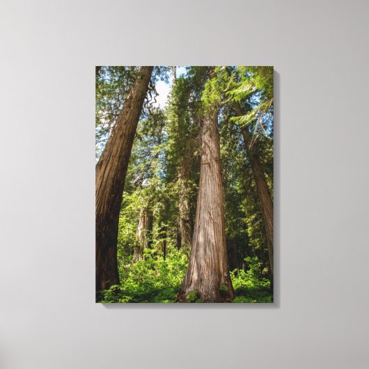 Western Red Cedar Trees Canvas Afdruk (Voorkant)