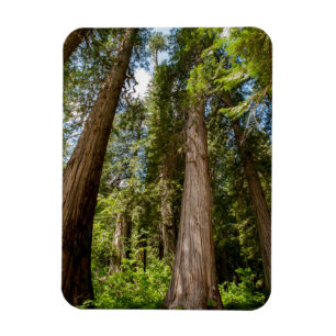 Western Red Cedar Trees Magneet
