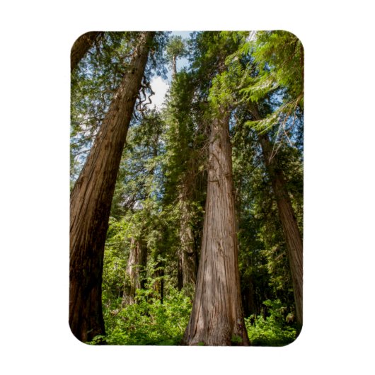 Western Red Cedar Trees Magneet (Verticaal)