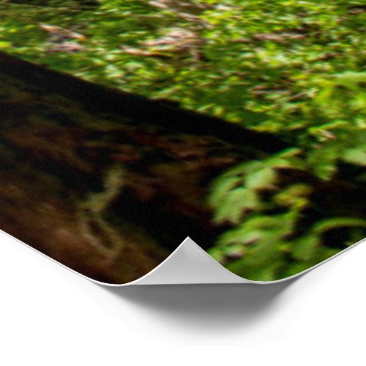 Western Red Cedar Trees Poster (Hoek)