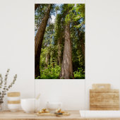 Western Red Cedar Trees Poster (Keuken)