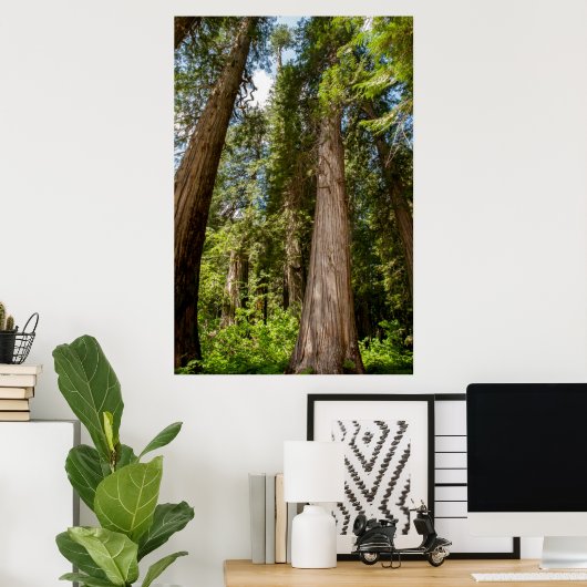 Western Red Cedar Trees Poster (Thuiskantoor)