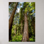 Western Red Cedar Trees Poster (Voorkant)