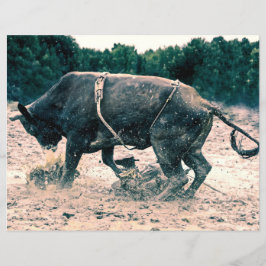 Western Rodeo Black Bull Land Cowboy Rustic