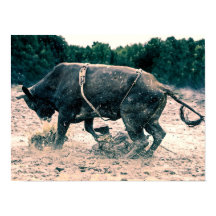 Western Rodeo Black Bull Land Cowboy Rustic