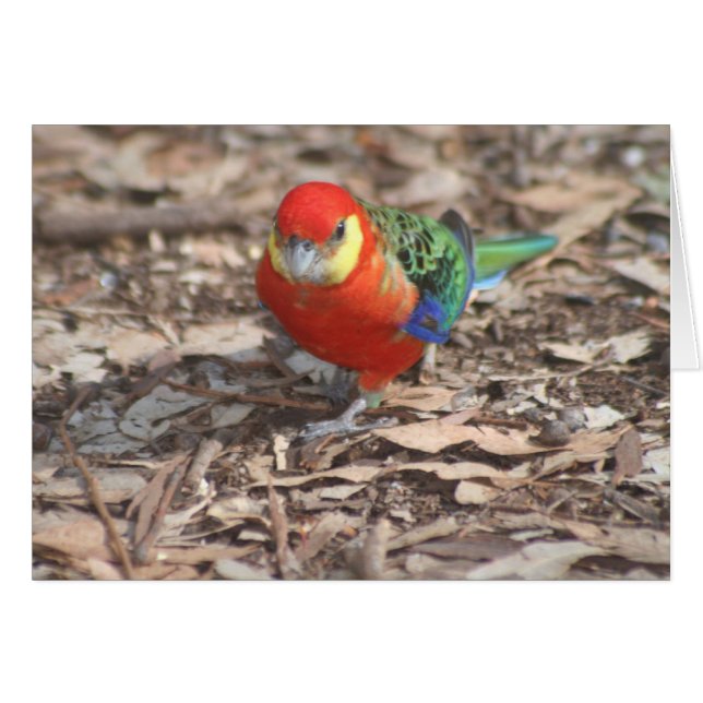 Western Rosella - Platycercus icterotis (Voorkant Horizontaal)