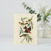 Western, Scarlet Tanagers Audubon Birds of America Briefkaart (Staand voorkant)