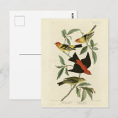 Western, Scarlet Tanagers Audubon Birds of America Briefkaart (Voorkant / Achterkant)
