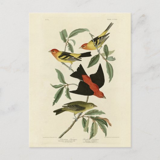 Western, Scarlet Tanagers Audubon Birds of America Briefkaart (Voorkant)