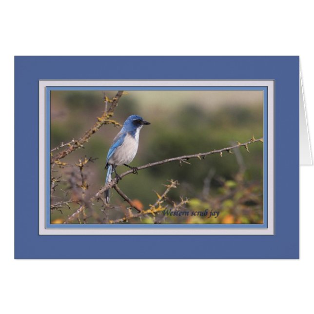 Western_scrub_jay_1613 (Voorkant Horizontaal)