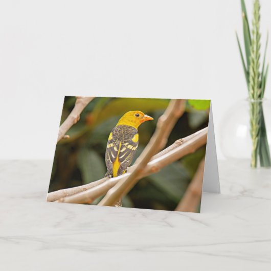 Western Tanager Bird Kaart (Voorkant)