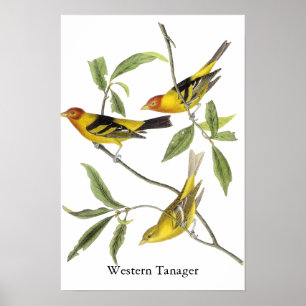 Western Tanager - John James Audubon Poster