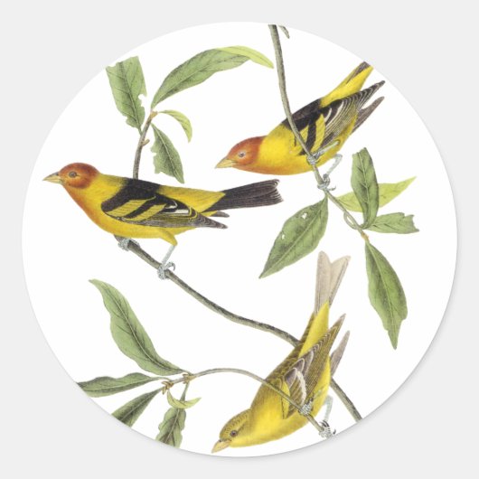 Western Tanager - John James Audubon Ronde Sticker (Voorkant)