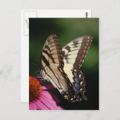Western Tiger Swallowtail Briefkaart (Voorkant / Achterkant)