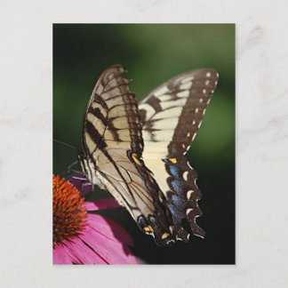 Western Tiger Swallowtail Briefkaart