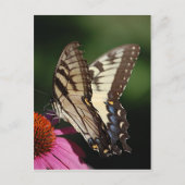 Western Tiger Swallowtail Briefkaart (Voorkant)