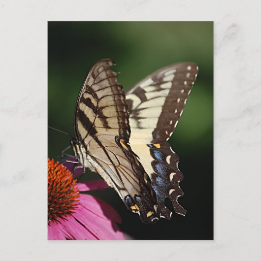 Western Tiger Swallowtail Briefkaart (Voorkant)