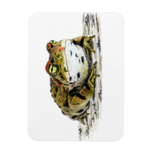 Western Toad Magnet Magneet