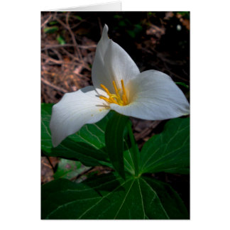 Western trillium